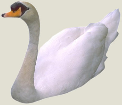 White Swan