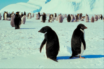 2 penguins back to back.jpg