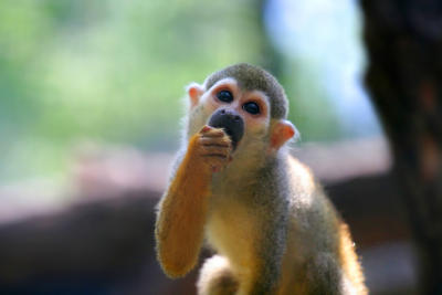 Beijing - Baby Monkey (Beijing Zoo)