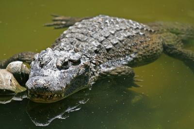 Beijing - Crocodile (Beijing Zoo)