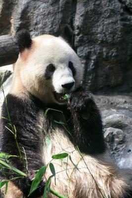 Beijing - Panda (Beijing Zoo)