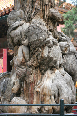 Beijing - Old Tree in the Garden (Forbidden City)