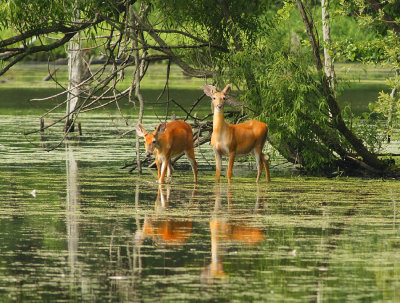 Deer at waters edge.