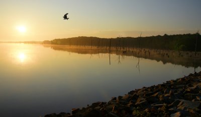 Manasquan Reservoir-  Osprey