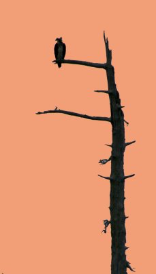 osprey in tree