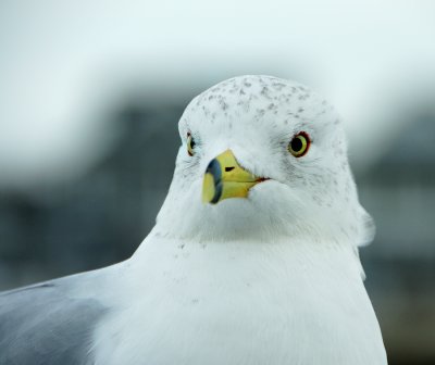 gull up close.