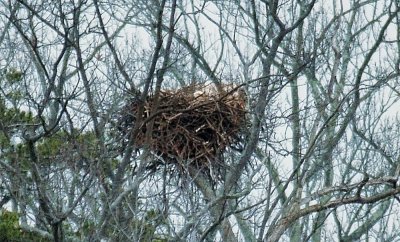 Eagle Nest
