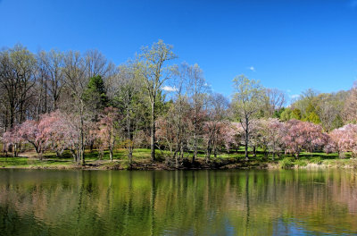 The Pond