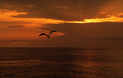 Sunset-gull