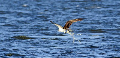 nest building over sea