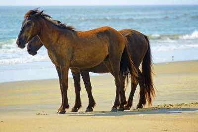Wild Horses of the Outerbanks