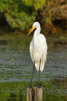 Egret on Stump.