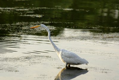 Egret.