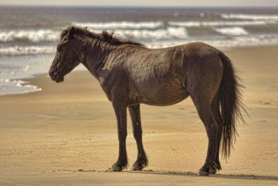 Wild Horse