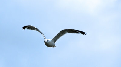 Gull