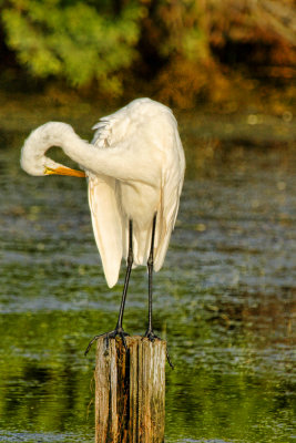 egret cleaning