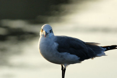 seagull-with-attitude.jpg
