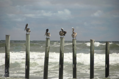 Pelicans