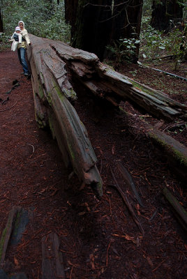 Maia visiting Armstrong Redwoods, CA