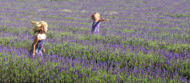 Lavender
