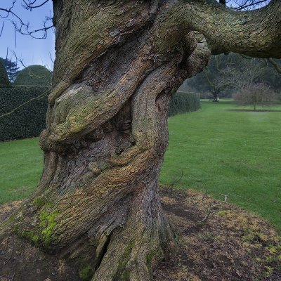 Indian Bean Tree