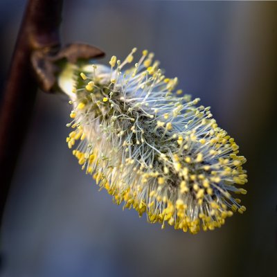 Pussy Willow