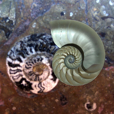 Nautilus