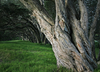 Pohutukawa Trees - Goat Island