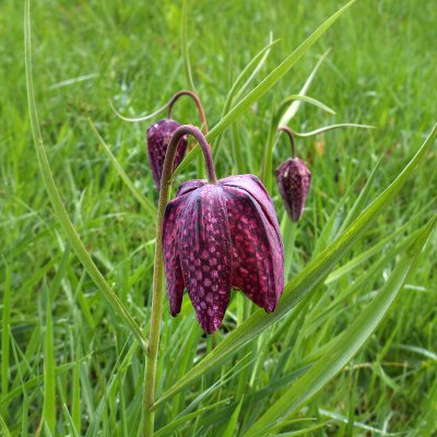 Snake's Head Fritillary