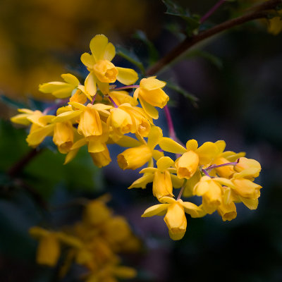 Berberis