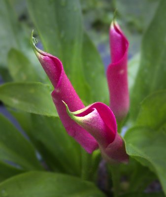 Arum Lillies