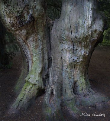 Ancient Yew