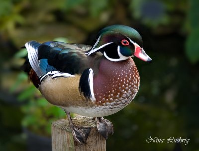 Wood Duck.jpg