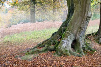 Beech Tree