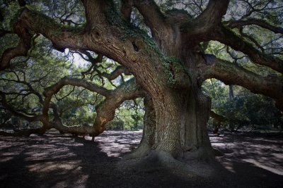 Angel Oak