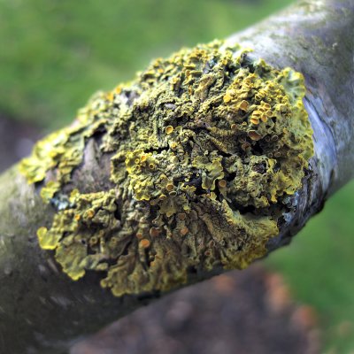 Golden Shield Lichen