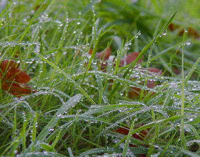 November frost