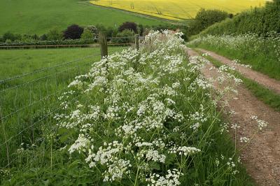 Hedgerow in Spring