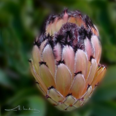 Feathery Protea Flower