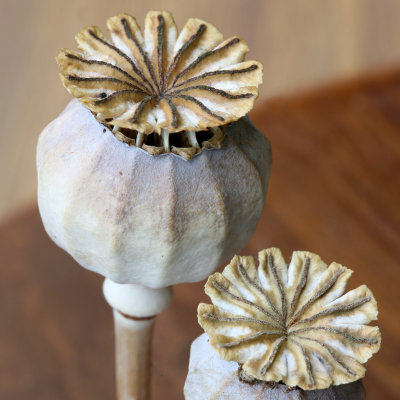 Poppy Seedhead