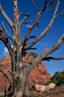 Zion NP