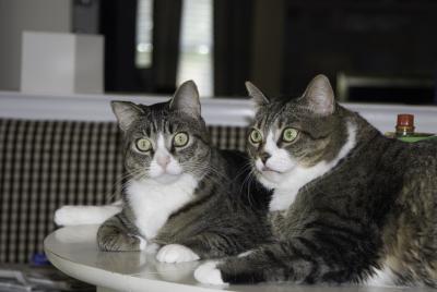 cats