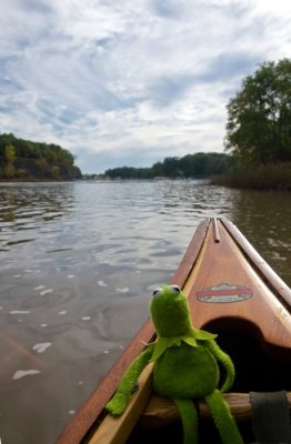 Kermit_D719709-1.jpg
