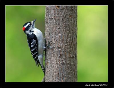 Woodpeckers