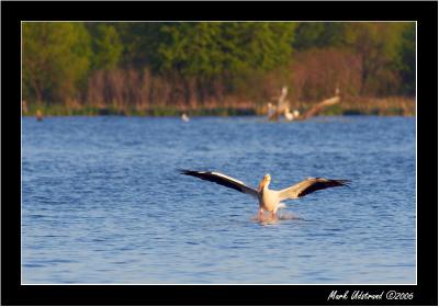 Pelicans