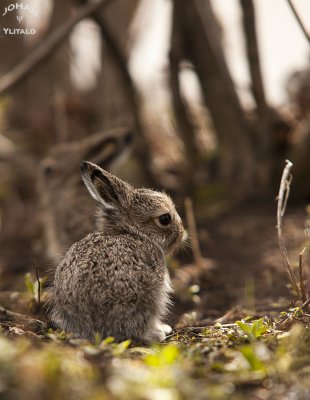 hare2.jpg