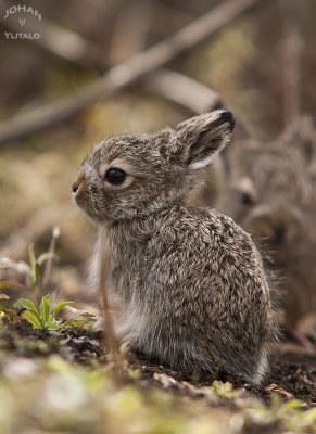 hare3.jpg