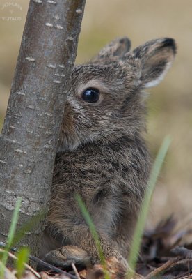 hare4.jpg