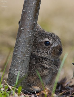 hare5.jpg