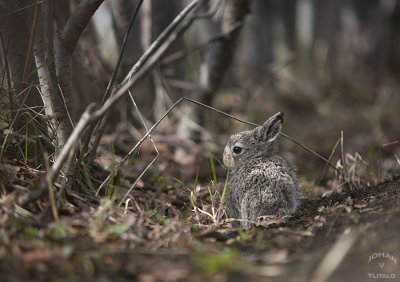 hare7.jpg